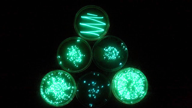 Bioluminescent bacteria growing in a petri dish. Angel's Glow. marchmatron.com