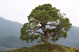 Tanaman Hias Bonsai Beringin Putih Yang Mempesona