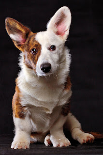 white and brown cardigan welsh corgi, cute puppy pictures