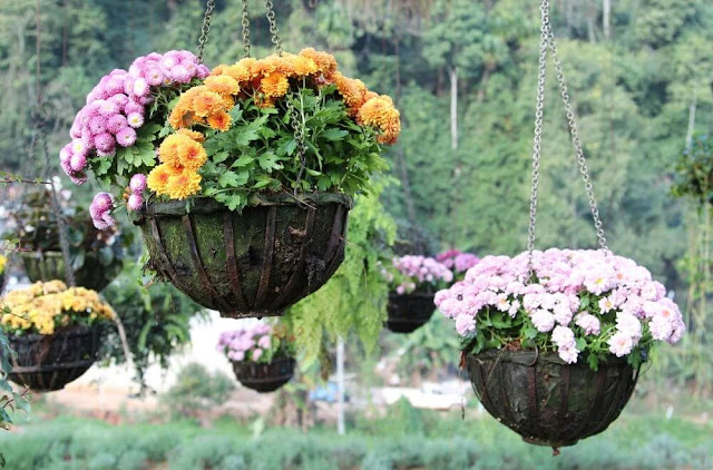 20 Kreasi Pot Bunga Gantung Unik untuk Rumah Minimalis