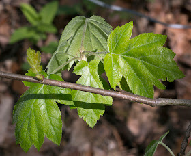 New leaves of a Wild Service Tree, Sorbus torminalis.  Joyden's Wood, 12 May 2012.