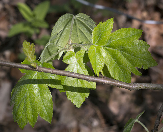 New leaves of a Wild Service Tree, Sorbus torminalis.  Joyden's Wood, 12 May 2012.