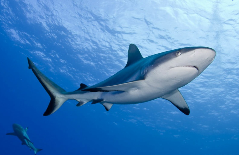 Gambar Ikan Hiu Keren Dalam Laut | Kumpulan Gambar
