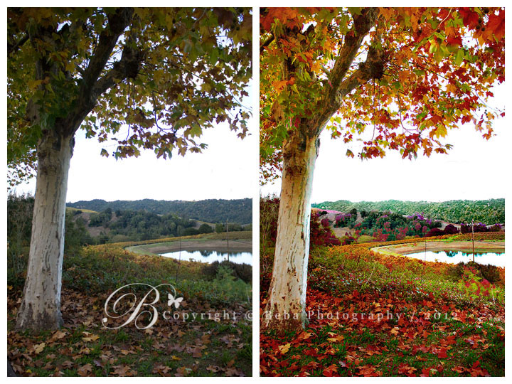 BebaPhotography Online Classes / Phoenix, AZ Photographer