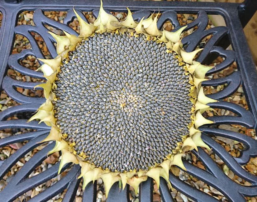 How to harvest sunflower seeds