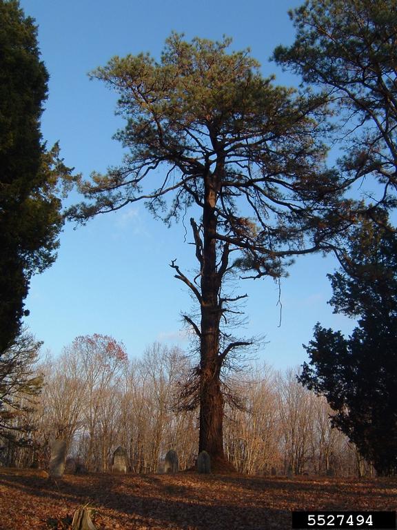 Meet A Tree Pitch Pine Pinus rigida