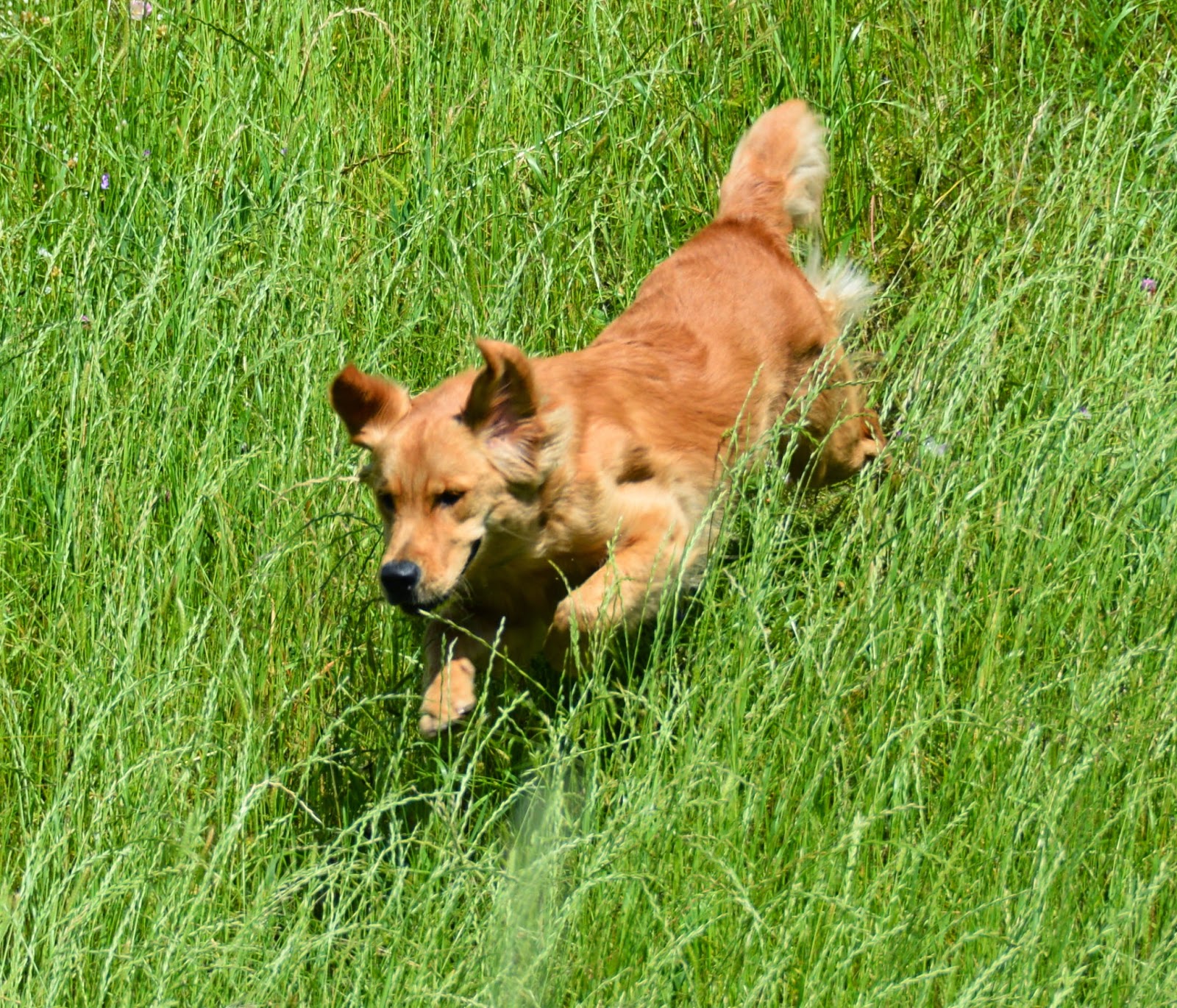 Canine Caper Dogs get Spring Fever too