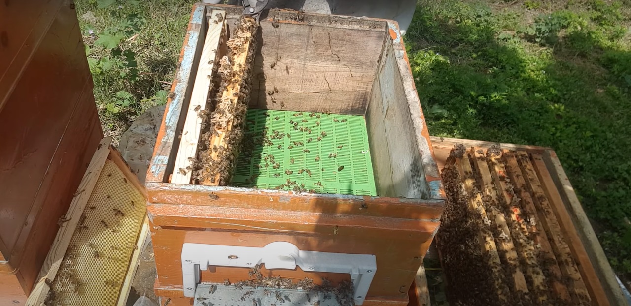How to install a package of bees in a hive?