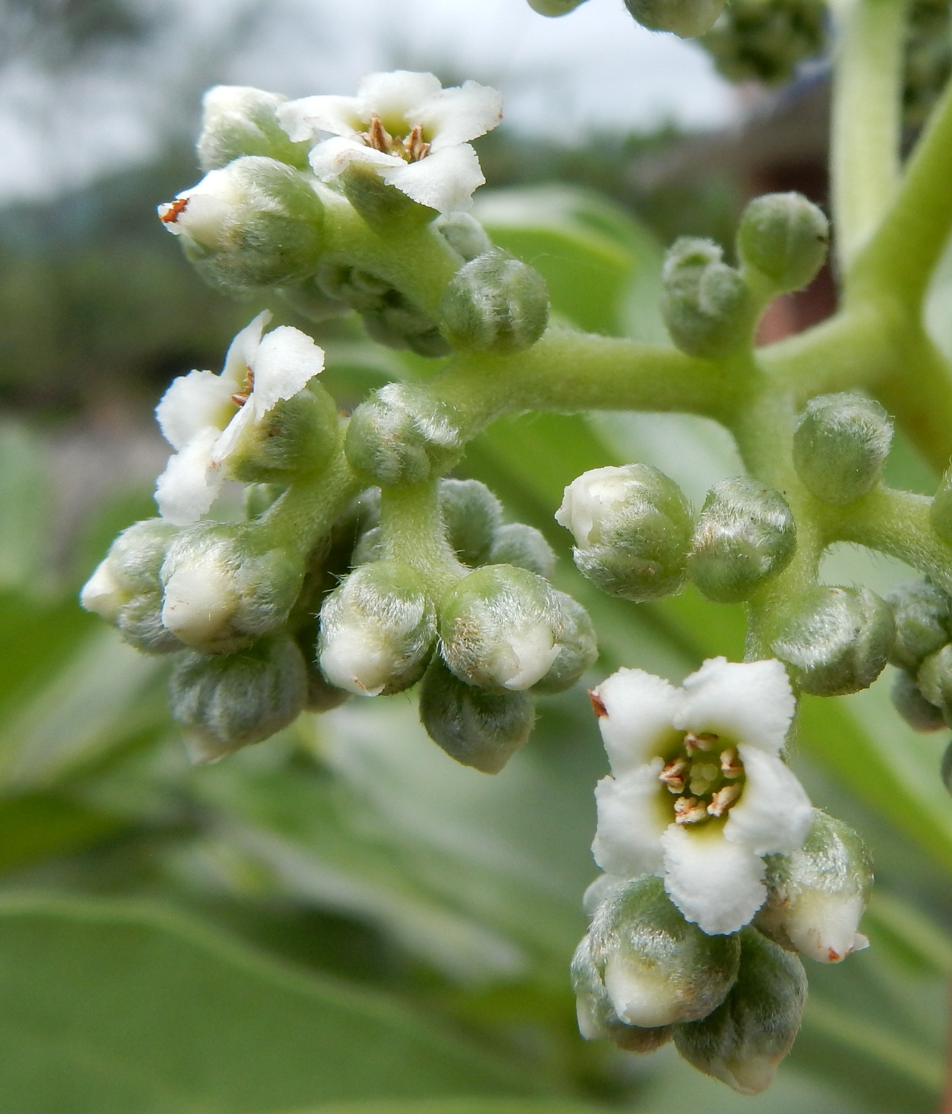 Peter S Blog 白水木