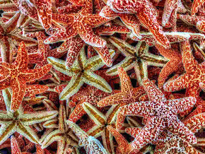 Can You Eat Starfish Can You Eat Starfish