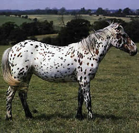 Horse Pictures Images Wallpapers Photos 2013: Appaloosa Horse Pictures