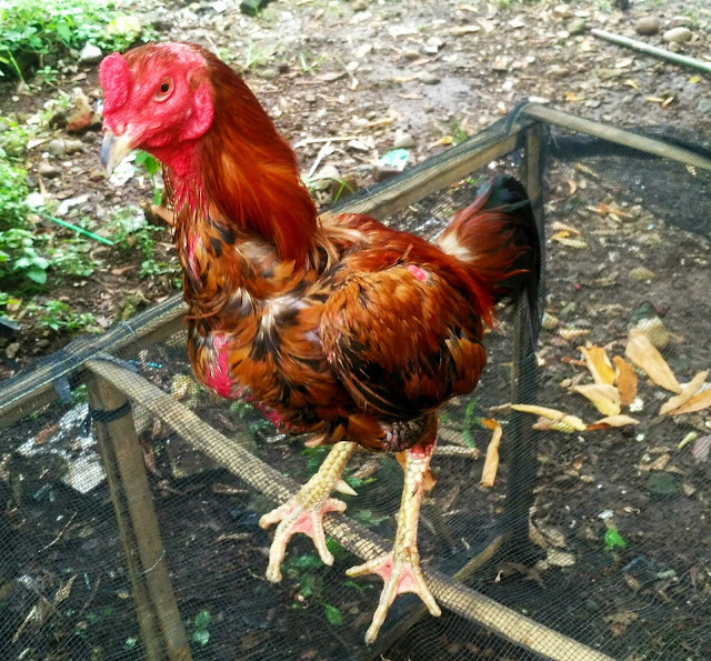 6 Manfaat Kuning Telur Untuk Ayam Aduan Wajib Kamu Ketahui 6 Manfaat Kuning Telur Untuk Ayam Aduan Wajib Kamu Ketahui