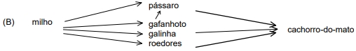 Letra B Letra B