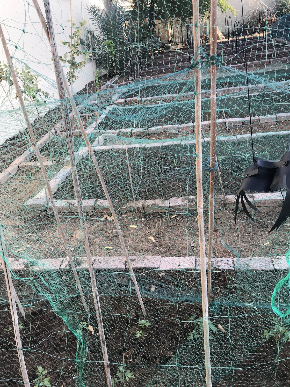 My Little Garden in Dubai How to protect seedlings from birds