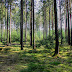Pöllwitzer Wald