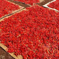 Fresh hot peppers drying in the sun naturally