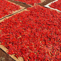 Fresh hot peppers drying in the sun naturally Fresh hot peppers drying in the sun naturally