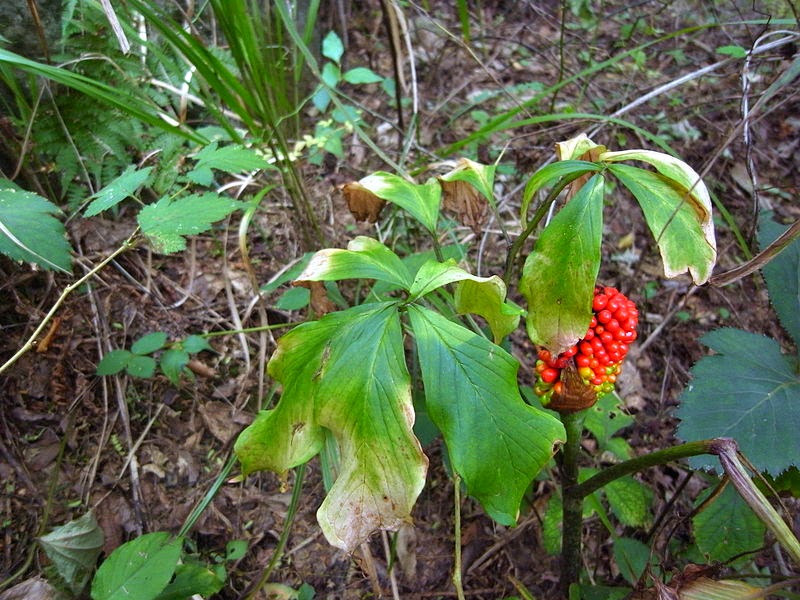 Растения Приморского Края Фото И Описание