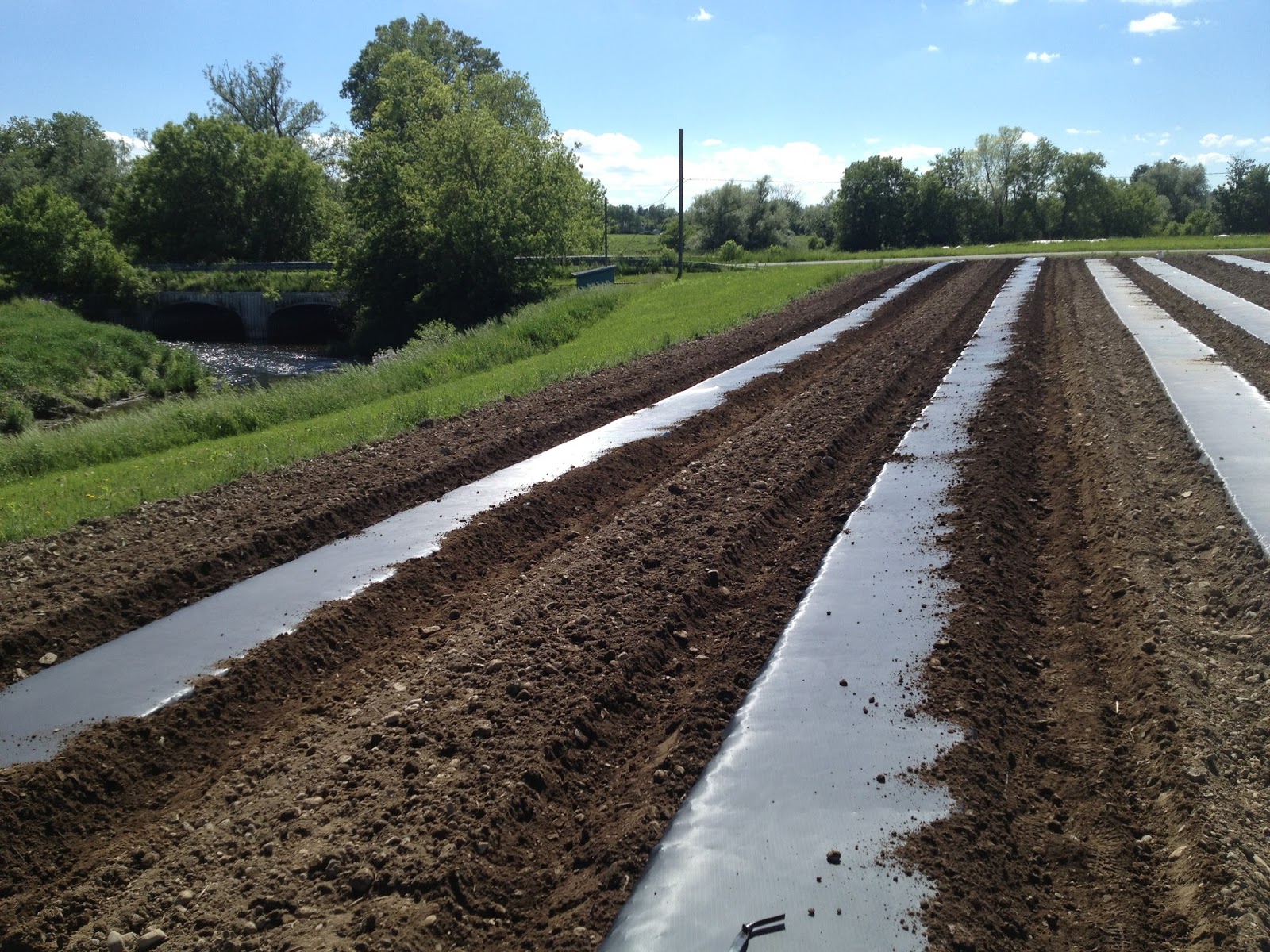 Have You Ever Picked A Carrot?: High Tunnels, Row Cover and Open Field ...