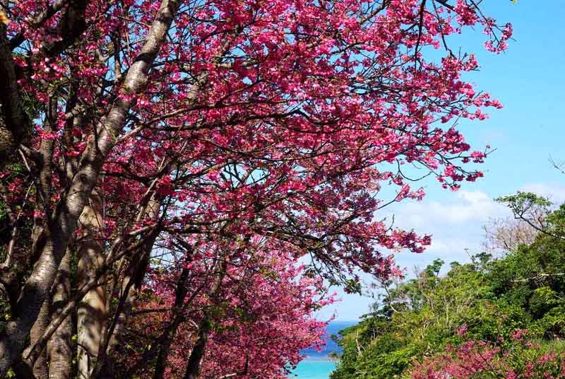 Sakura, Cherry Blossoms, flowers, trees