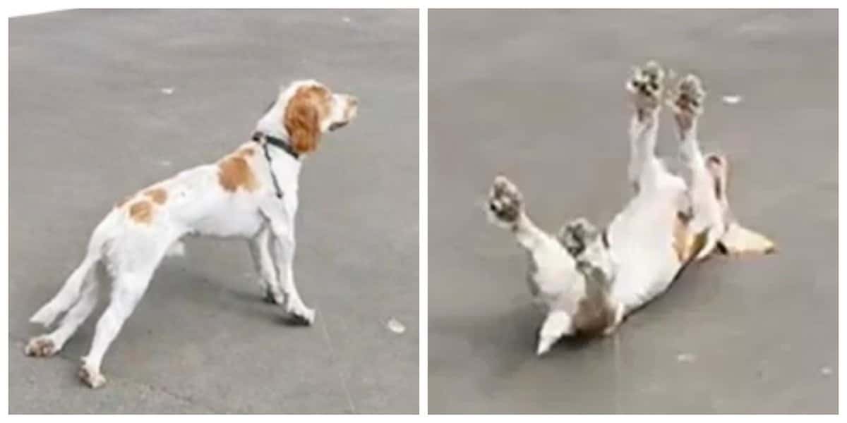 Miotonía congénita Una rara enfermedad que afecta a los animales