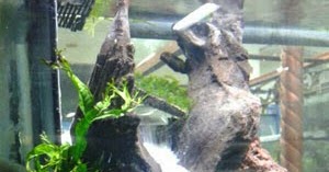 Cara Membuat Air Terjun Pasir Di Aquarium Dengan Aerator Diy