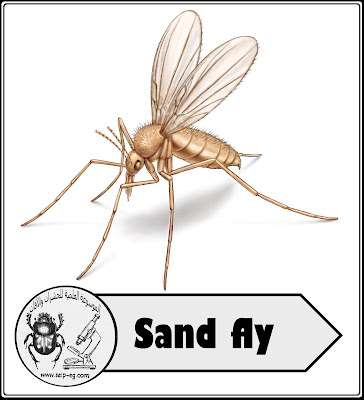 ذبابة الرمل - Sand fly دورة الحياة والوصف المورفولوجي والأهمية الطبية وطرق المكافحة