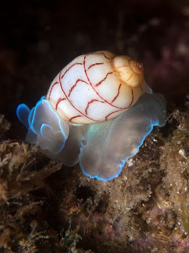 Red-Lined Bubble Snail