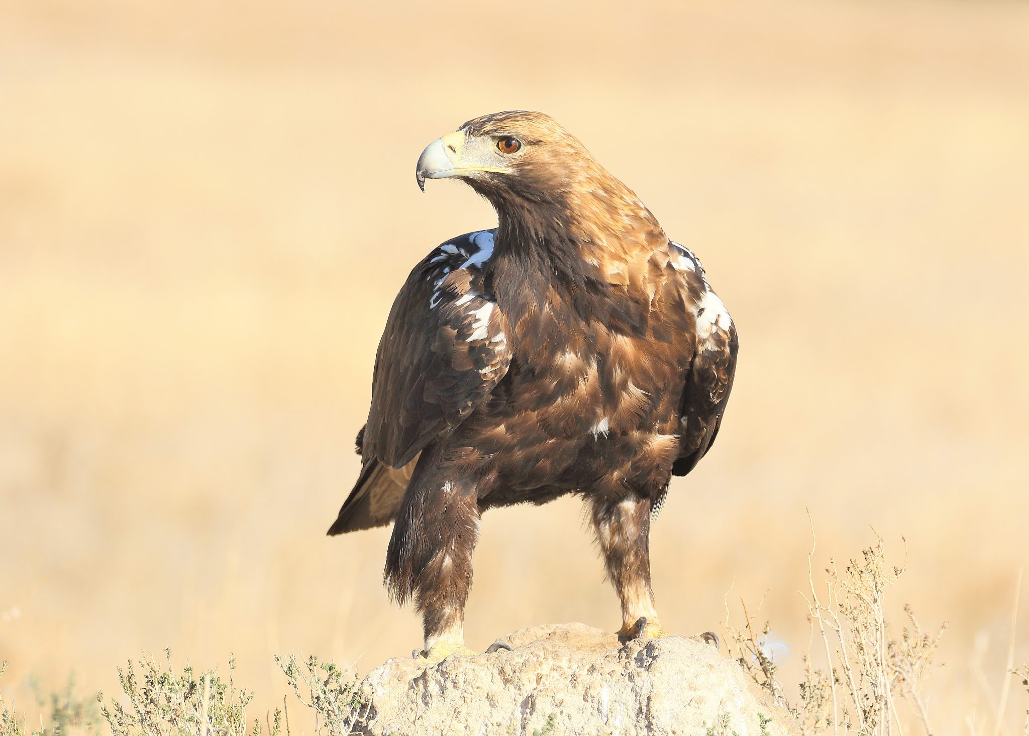 Aves Ibericas Aguila Imperial Iberica, Iberian