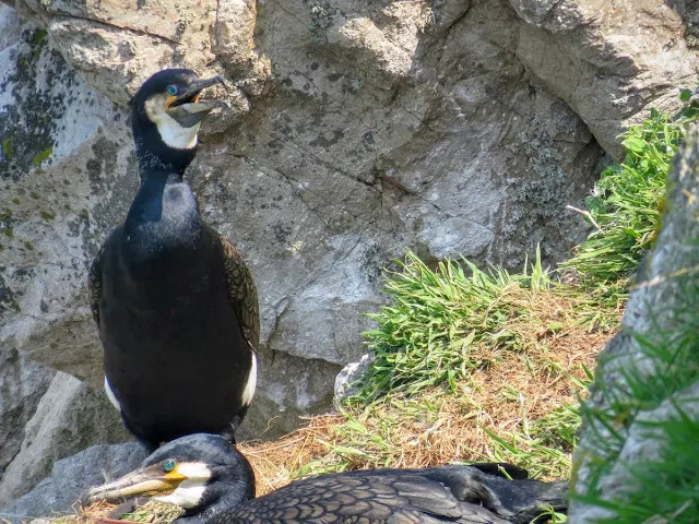 Day trip to Ireland's Eye Island - nesting cormorants