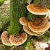 Hemlock "Reishi", Ganoderma tsugae, Varnish Shelf Mushroom--Eat it
young!