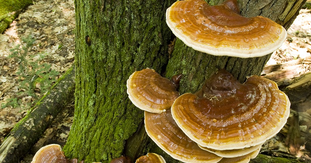 The 3 Foragers Foraging for Wild, Natural, Organic Food Hemlock "Reishi", Ganoderma tsugae