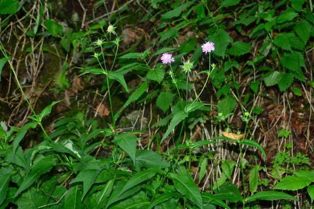 Knautia dipsacifolia Knautia dipsacifolia