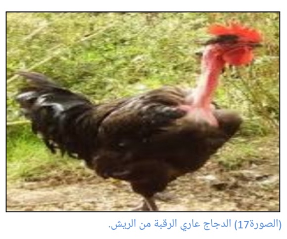 الدجاج عاري الرقبة the naked neck