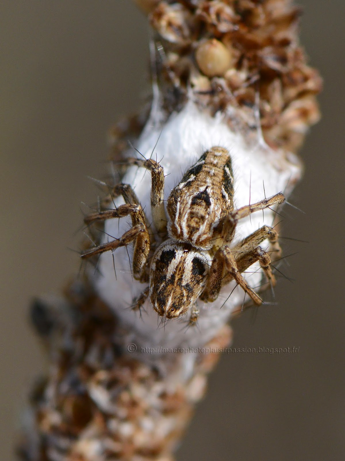 Macrophoto plaisir passion: Belle araignée-lynx, Oxyopes sp.