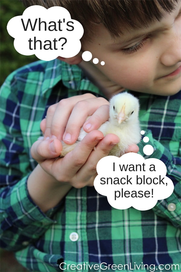 Illustrated image of a boy talking to a baby chick. Boy- what's that? Chick - I want a snack block, please!
