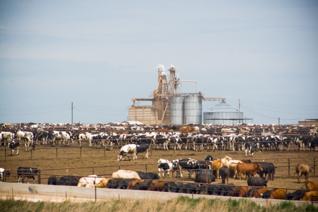 The World's Largest Free Barbecue Full Custom Gospel BBQ