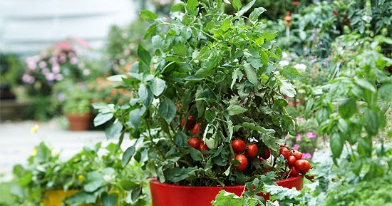 Growing Vegetables in Containers : Stagger Height