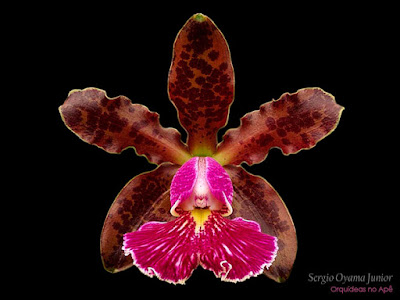 Orquídea Cattleya schilleriana