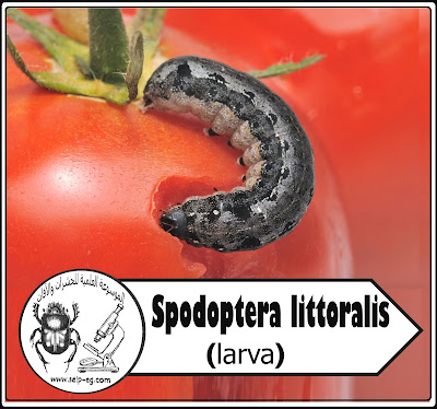 مظهر الإصابة للطماطم بدودة ورق القطن Spodoptera littoralis