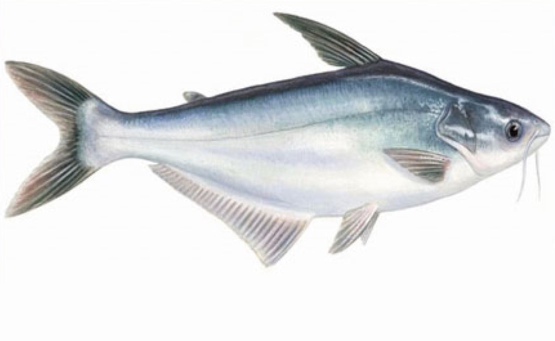 Cara Budidaya Ikan Patin Dengan Baik Dan Benar Dijamin Menguntungkan Muat Artikel