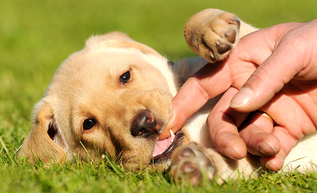How to prevent a puppy from biting, chewing and jumping on
