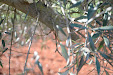 Pruning olive trees