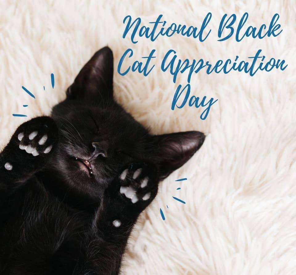 National Black Cat Appreciation Day