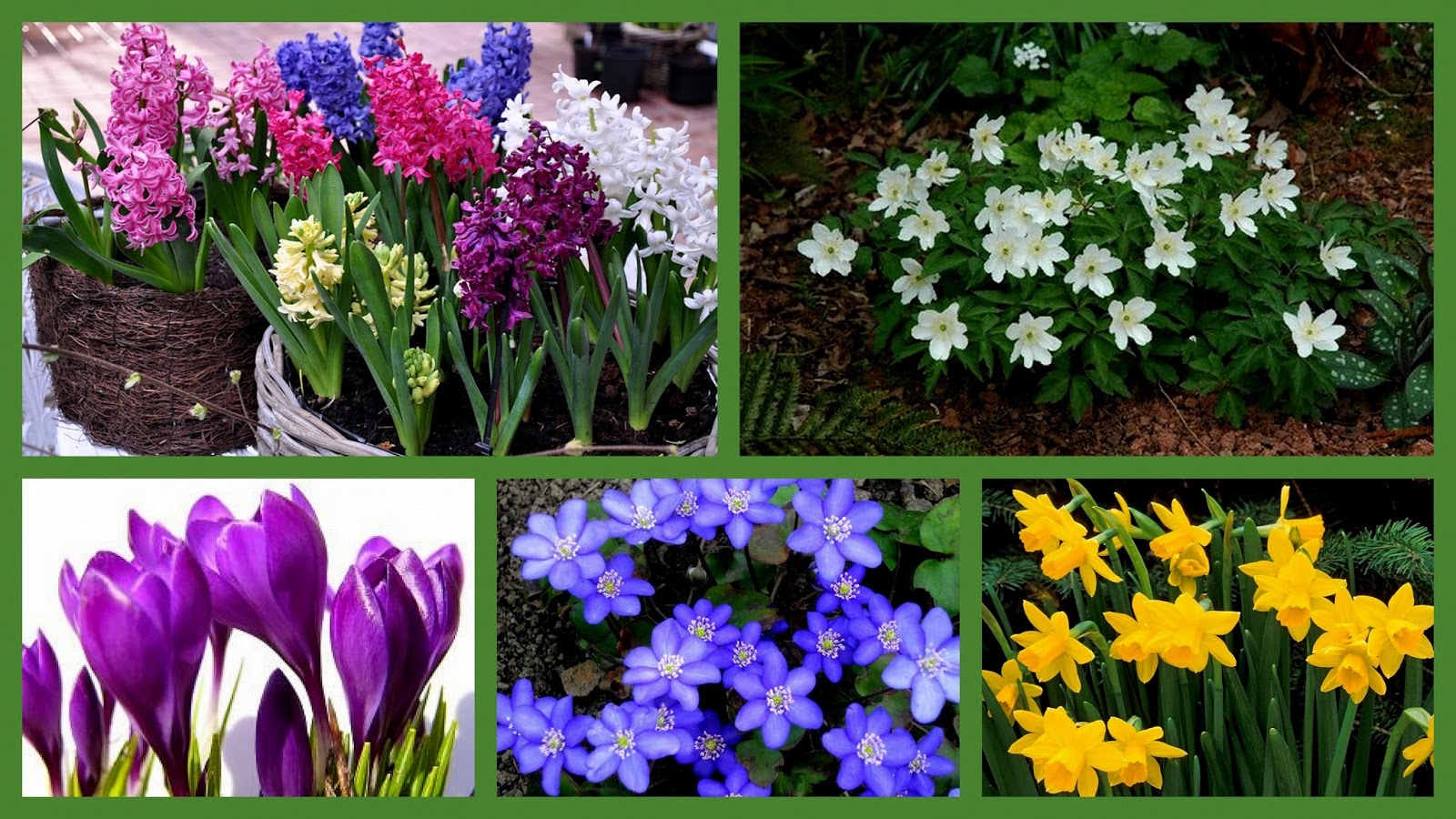 In English, pleaseee... Names of spring flowers