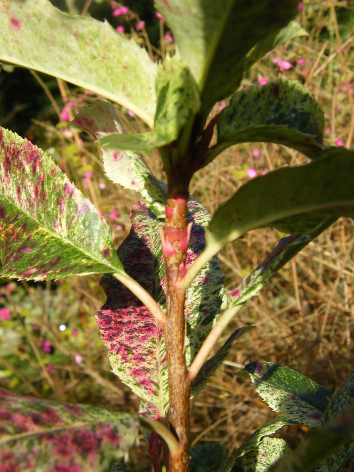 Le Douaire Ile De Vivre Tout Savoir Sur Le Photinia X Fraseri