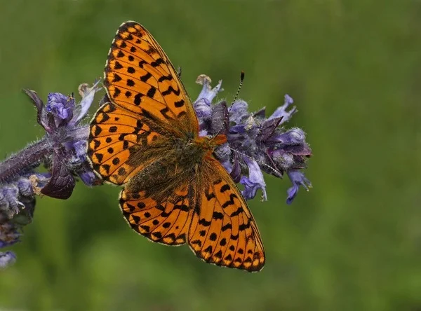 Devon Wildlife Trust. Pearl Bordered Fritillary butterfly. Photo copyright Chris Root (All Rights Reserved)