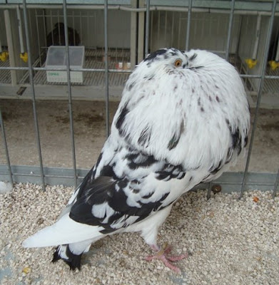 pouter pigeons