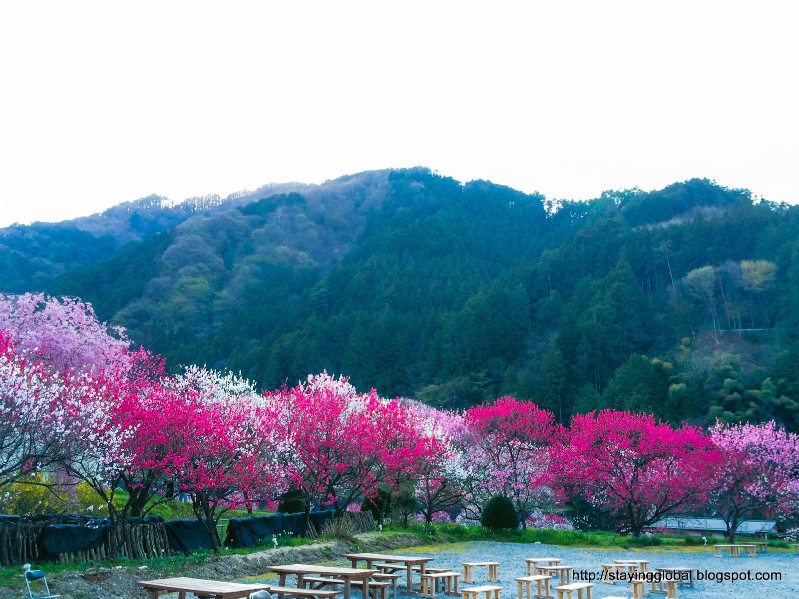 A Global Life: Peach Blossoms - Tsukikawa Onsen