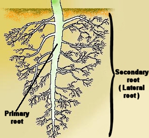 Поздний какой корень. Прививка главного корня. Корневые волоски или плесень. Метасеквойя размножение черенками. Lateral root.